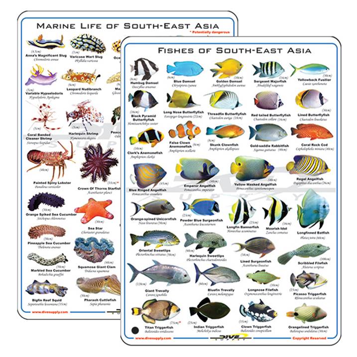 Deep Blue Fish & Nudibranchs Card - 1 Supersports Thailand