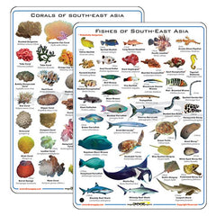 Deep Blue Fish & Corals Card - 1