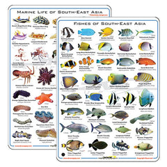 Deep Blue Fish & Nudibranchs Card - 1